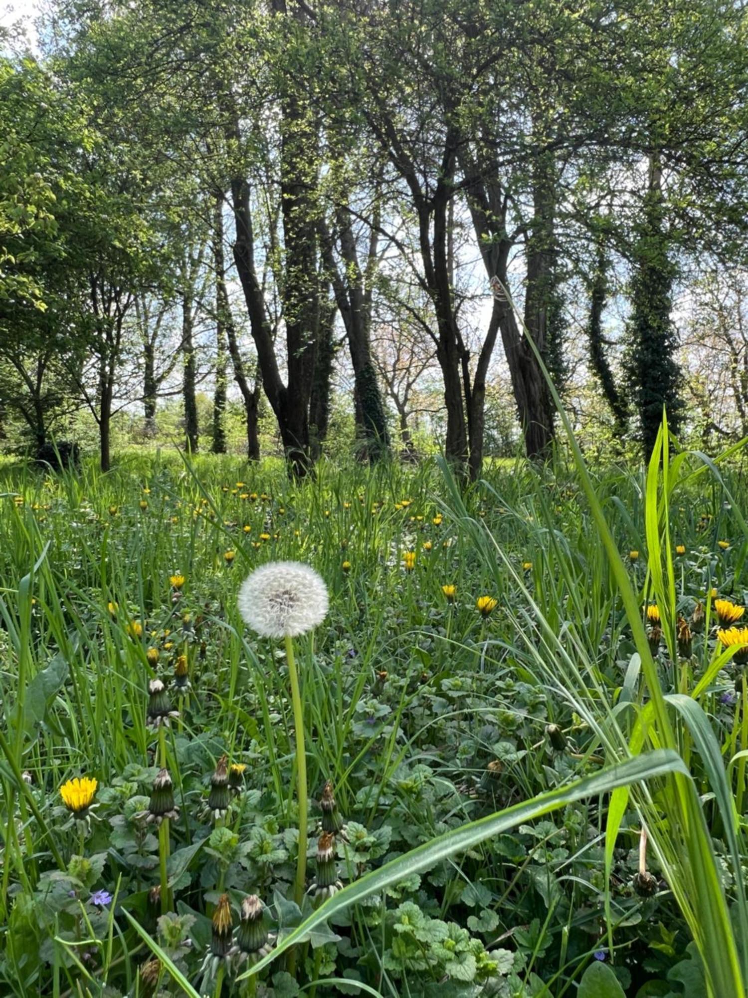Landgasthof Gänsberg Wiesloch Exteriör bild